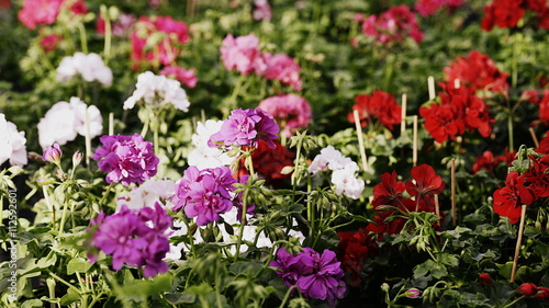 Fototapeta Naklejka Na Ścianę i Meble -  fleurs
