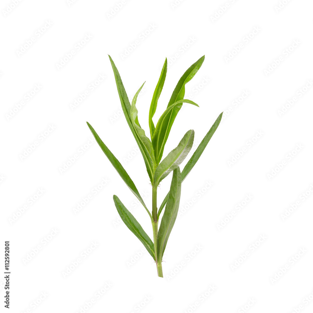 Tarragon herbs close up isolated on white Tarragon herbs close up isolated on white