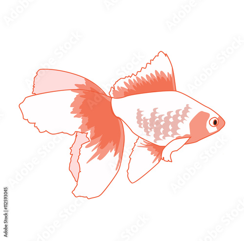 白い金魚