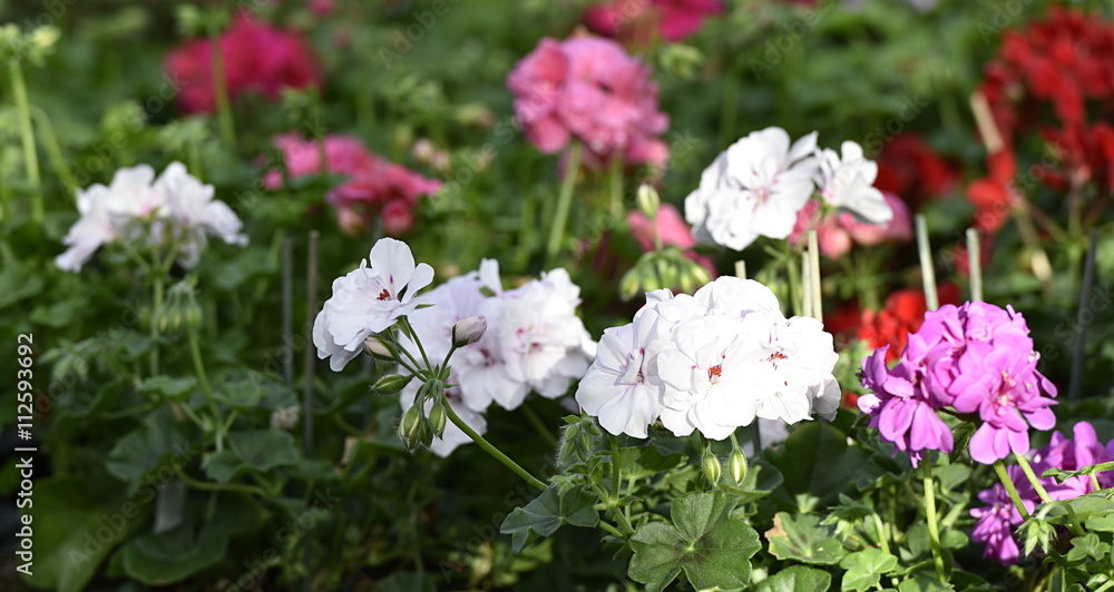 fleurs fleurs