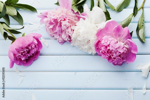 Beautiful pink and white peony flowers on blue vintage background with copy space for your text or design, top view, flat lay
