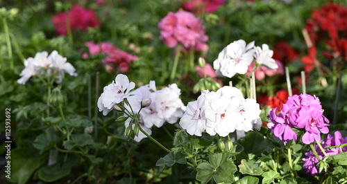 Fototapeta Naklejka Na Ścianę i Meble -  fleurs