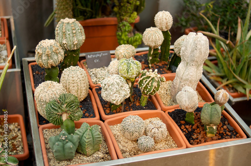 Row of small cacti photo