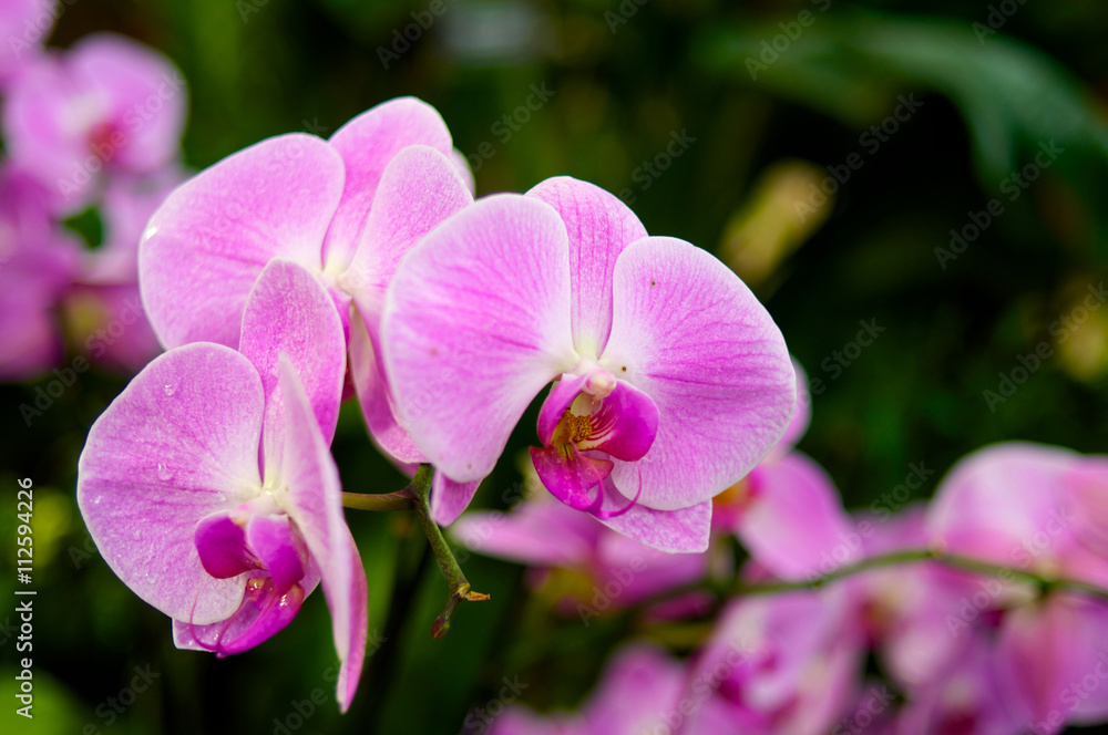 Pink orchid closeup