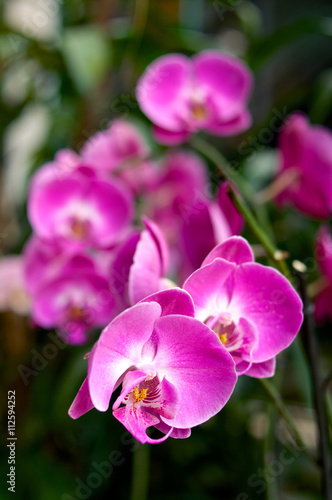 Bright pink orchids