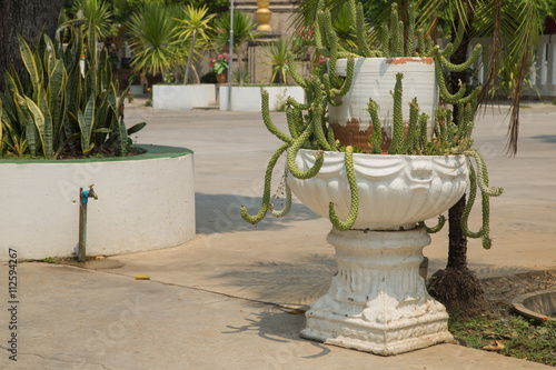Ornamental Hemp Cactus.
