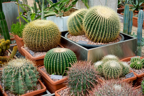 Round big cacti in pots photo