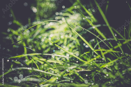 Morning Grass Macro Retro