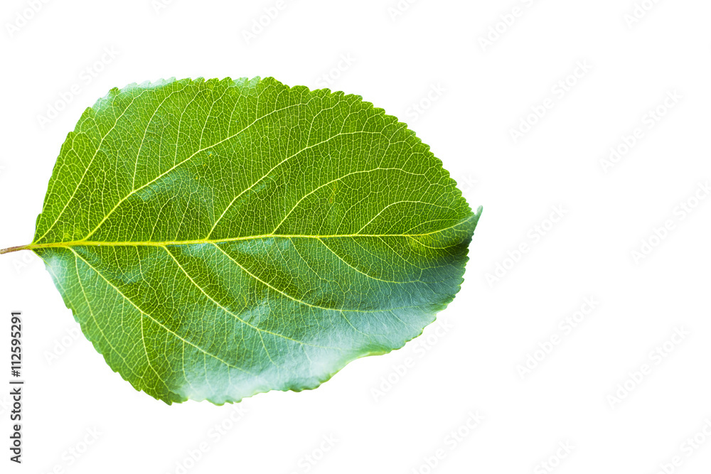 Obraz premium Apple leaf isolated on white background. Green leaf. Isolated on a white. Leaf from an apple tree studio isolated on white background. Green apple leaf Clipping Path. Green leaf isolated clipping path