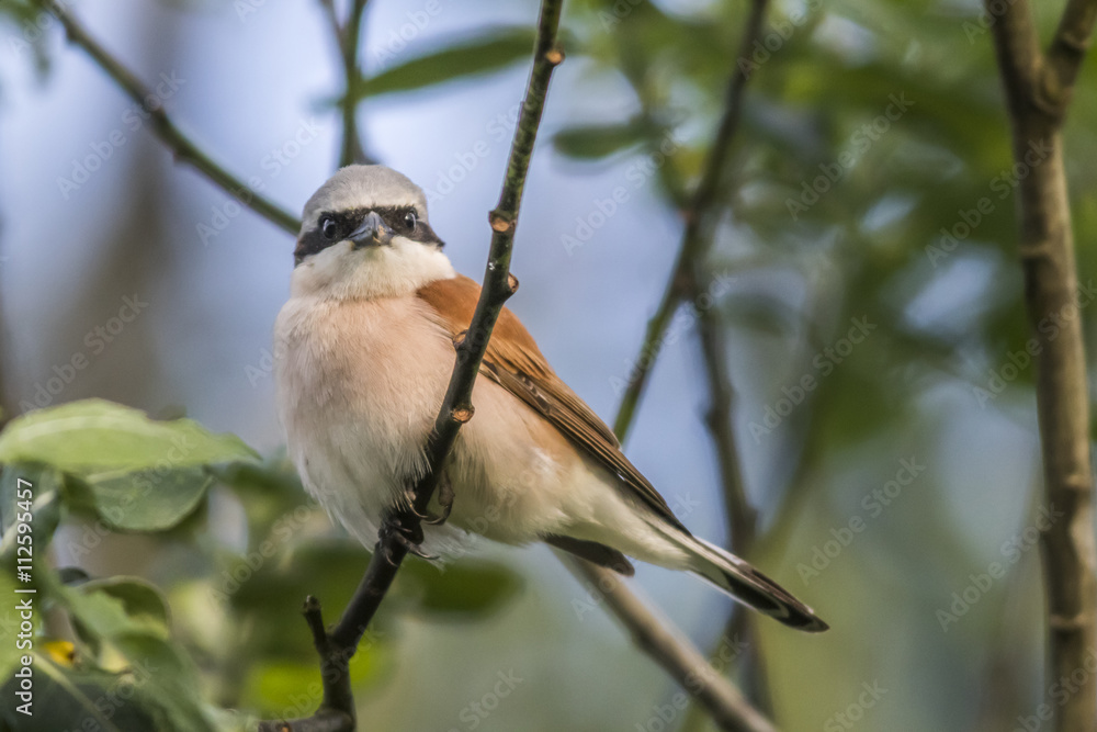 Obraz premium Neuntöter (Lanius collurio)