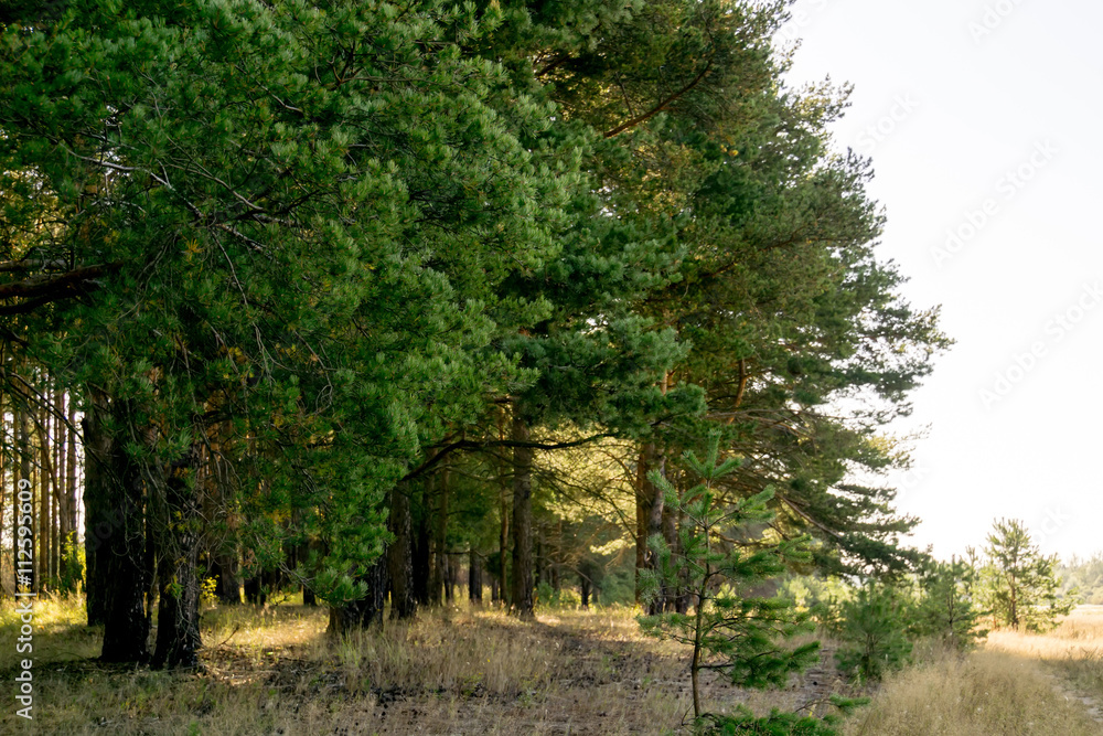 Fototapeta premium Pine Forest in the Morning