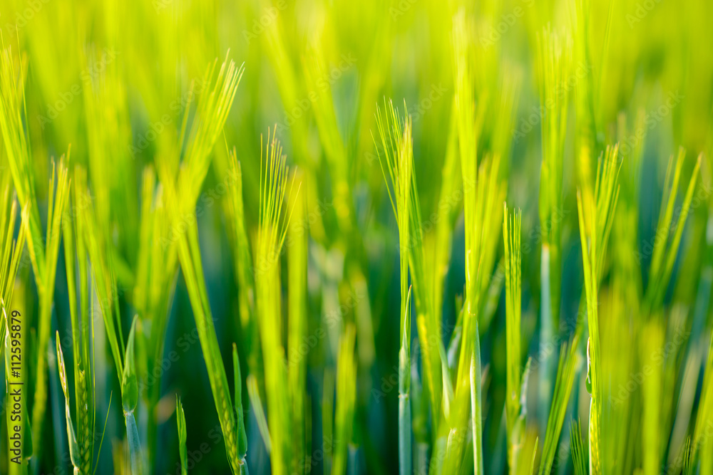Sunny green wheat field - background of fresh spring Green yellow wheat field ears close up with shallow depth nature backdrop