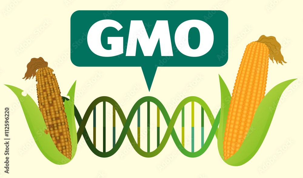 Genetically Modified Organisms (GMO) before after - obrazy, fototapety, plakaty 