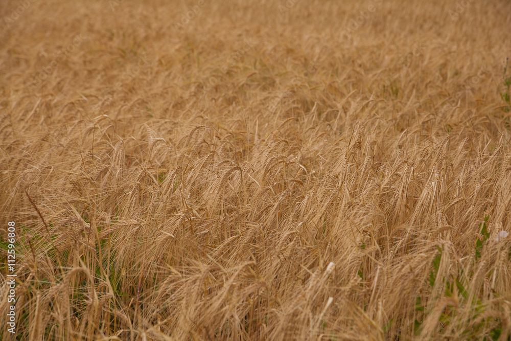 Gold wheat Gold wheat