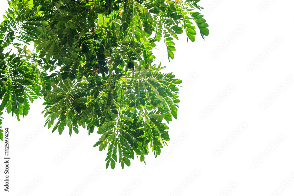 Fototapeta premium green leaf isolated on white background