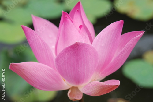 Blooming Lotus