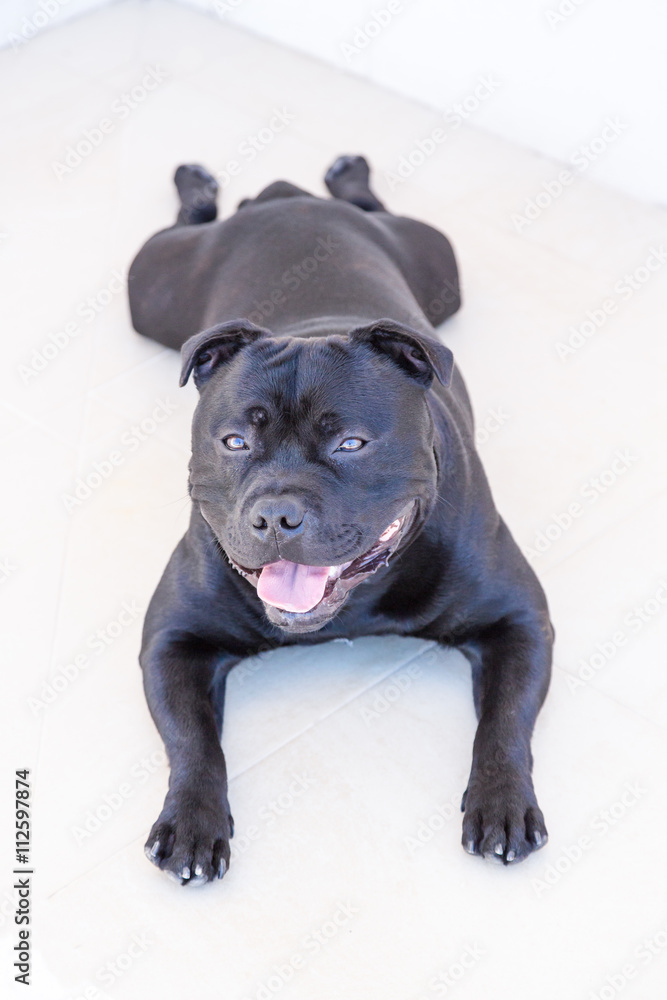 Why Do Dogs Lie With Their Legs Behind Them