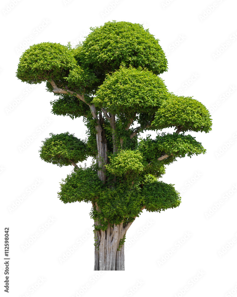 tooth brush tree isolated background tooth brush tree isolated background