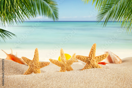Tropical beach with various shells in sand