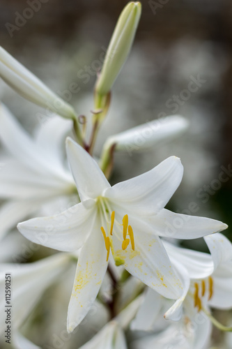 White lily with blurred background