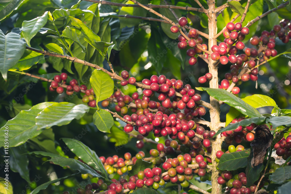 Coffee beans on tree in farm Coffee beans on tree in farm