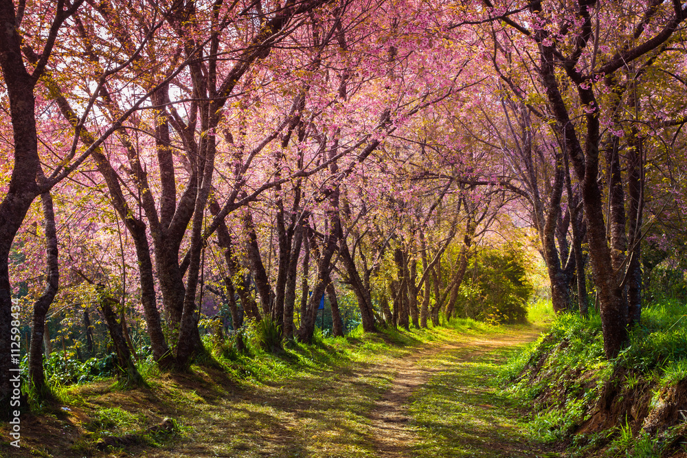 Fototapeta premium cherry blossom pink sakura in Thailand and a footpath leading in