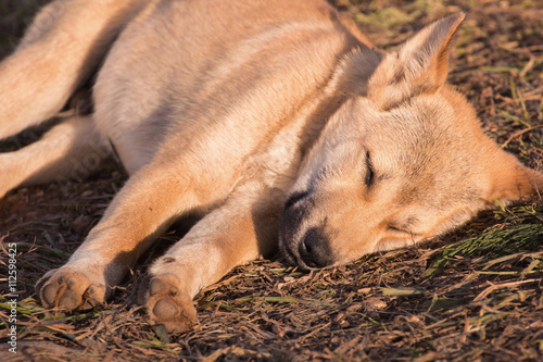 puppy dog sleeping on ground and morning sunlight © happystock