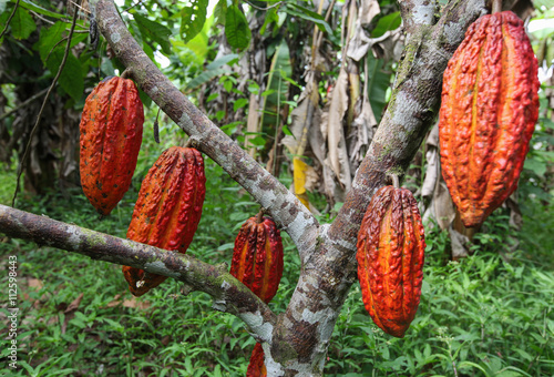 TINGO MARIA, PERU - JUNE 22: A view of the cocoa growers from Naranjillo cooperative in rainforest nearby Tingo Maria in Peru, 2011