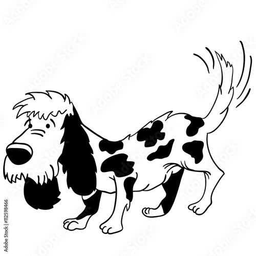 black and white dog