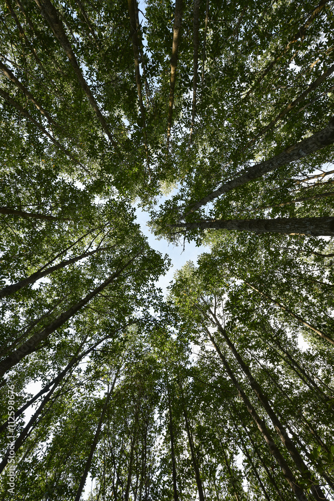 Fototapeta premium mangrove trees forest