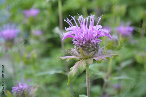 Monarda
