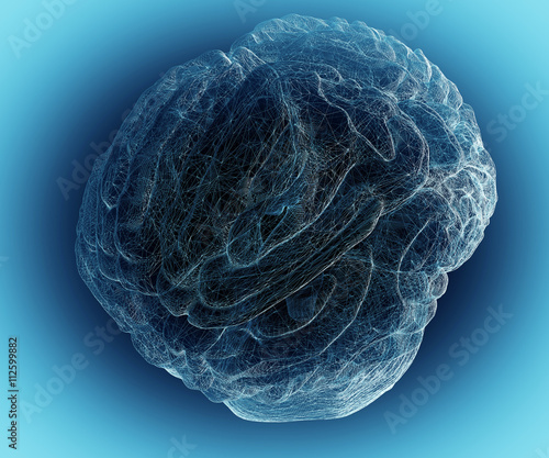 human brain 1