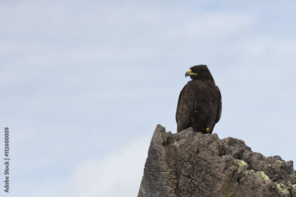 Fototapeta premium Young Galapagos hawk on the watch.