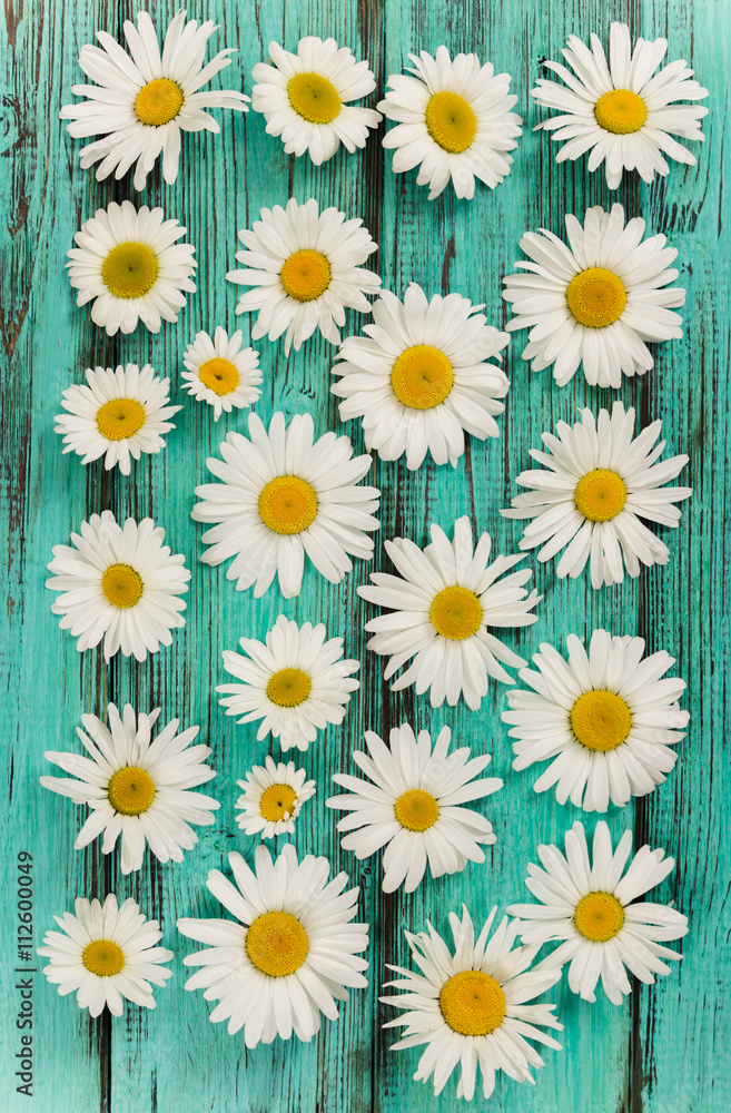 Chamomile flowers. Flat lay composition. Chamomile flowers. Flat lay composition.
