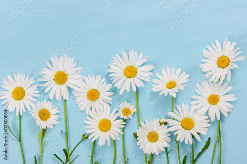 Chamomile flowers on light blue wooden background. Flat lay composition. Top view.