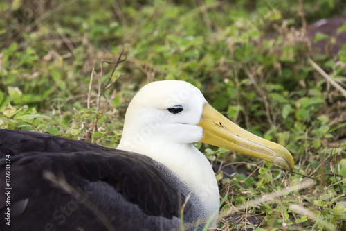 Close-up of a nesting waved albatross.