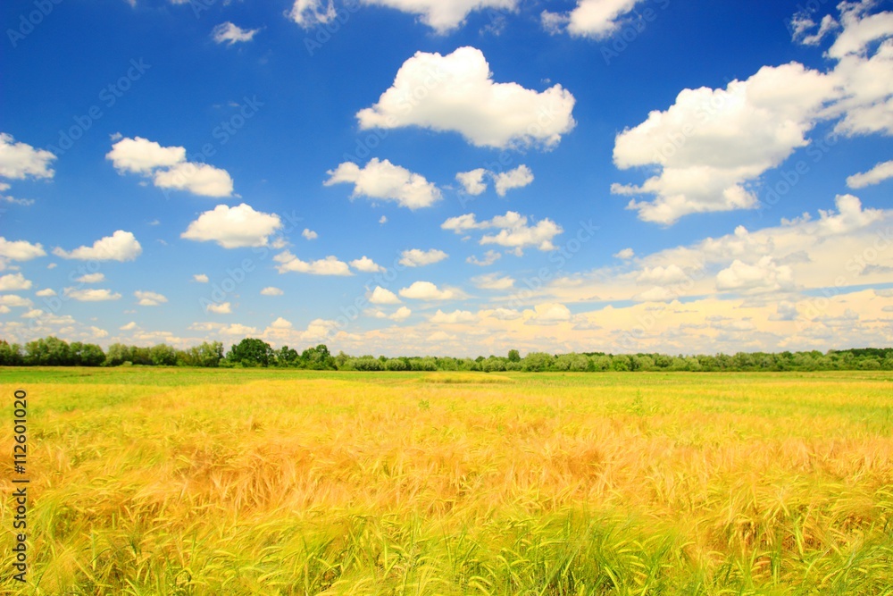 Golden agricultural fields and beautiful clouds on blue sky in backgorund; warm tones