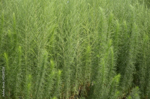 Asparagus racemosus plants