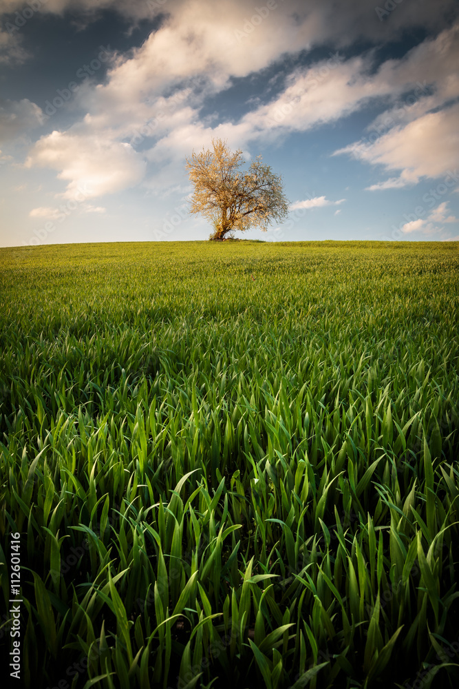Baum auf Feld Baum auf Feld
