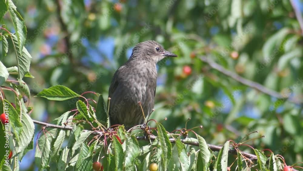 Slow motion shot of a young common blackbird (Turdus merula) sitting on the cherries Slow motion shot of a young common blackbird (Turdus merula) sitting on the cherries