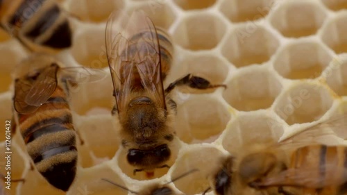 Bienen an einer Hongiwabe photo