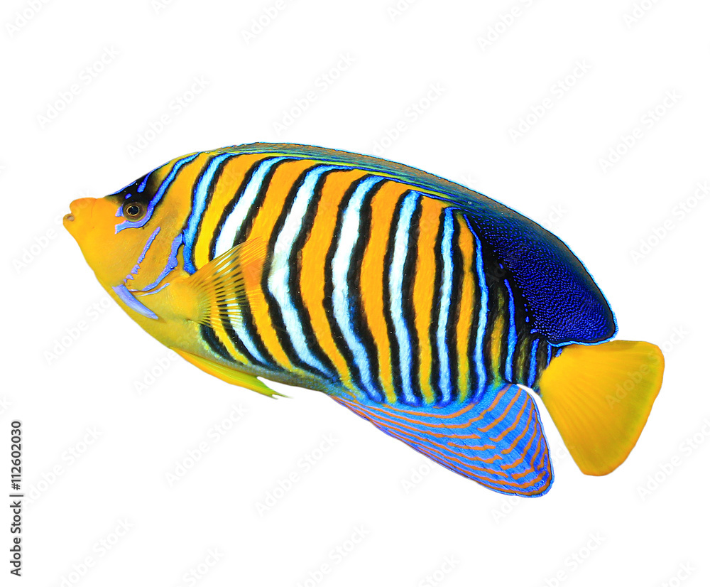 Tropical fish isolated white background (Regal Angelfish) Stock Photo |  Adobe Stock