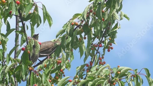 Slow motion shot of the common blackbird (Turdus merula) male eating red cherries of wild cherry tree (Prunus avium) photo