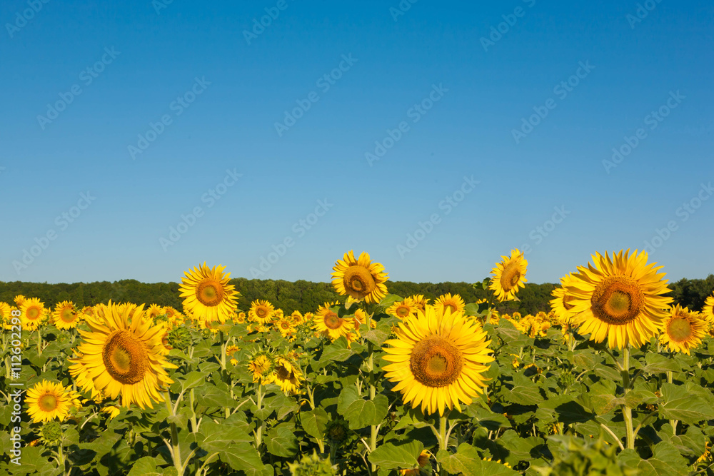 Fototapeta premium Field of blooming sunflowers
