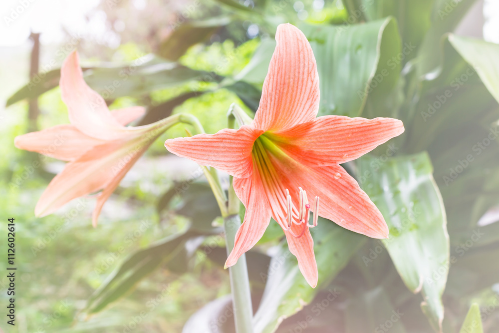 Fototapeta premium Orange flowers Hippeastrum or Amaryllis in nature garden background