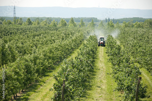 spraying apple orchard in spring