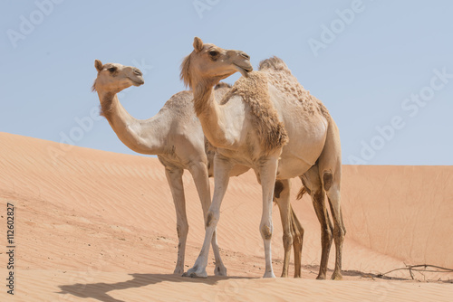Two camels side by side in the desert