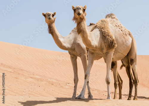 Two camels in the desert looking forward