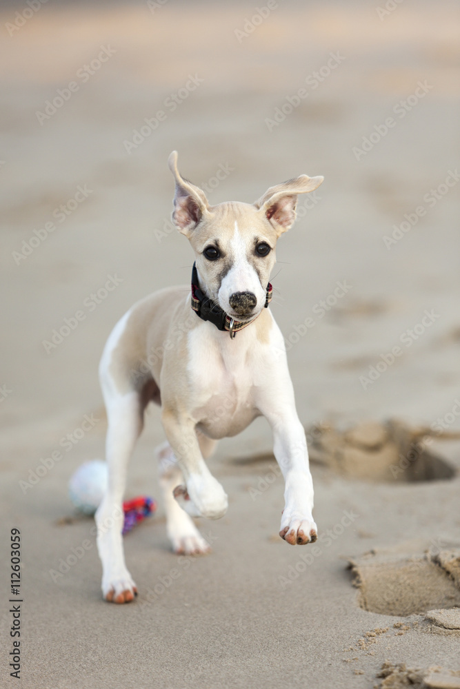 Whippet puppy playing at beach Whippet puppy playing at beach