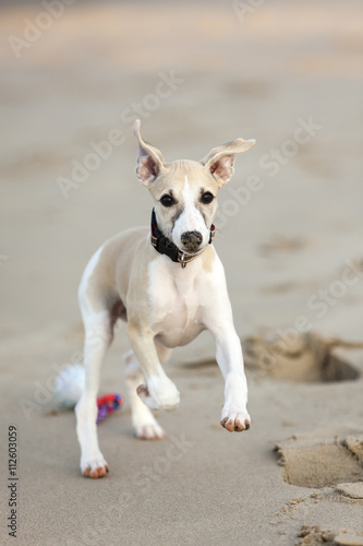 Whippet puppy playing at beach © eyewave